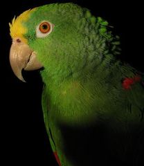 Yellow-crowned Parrot